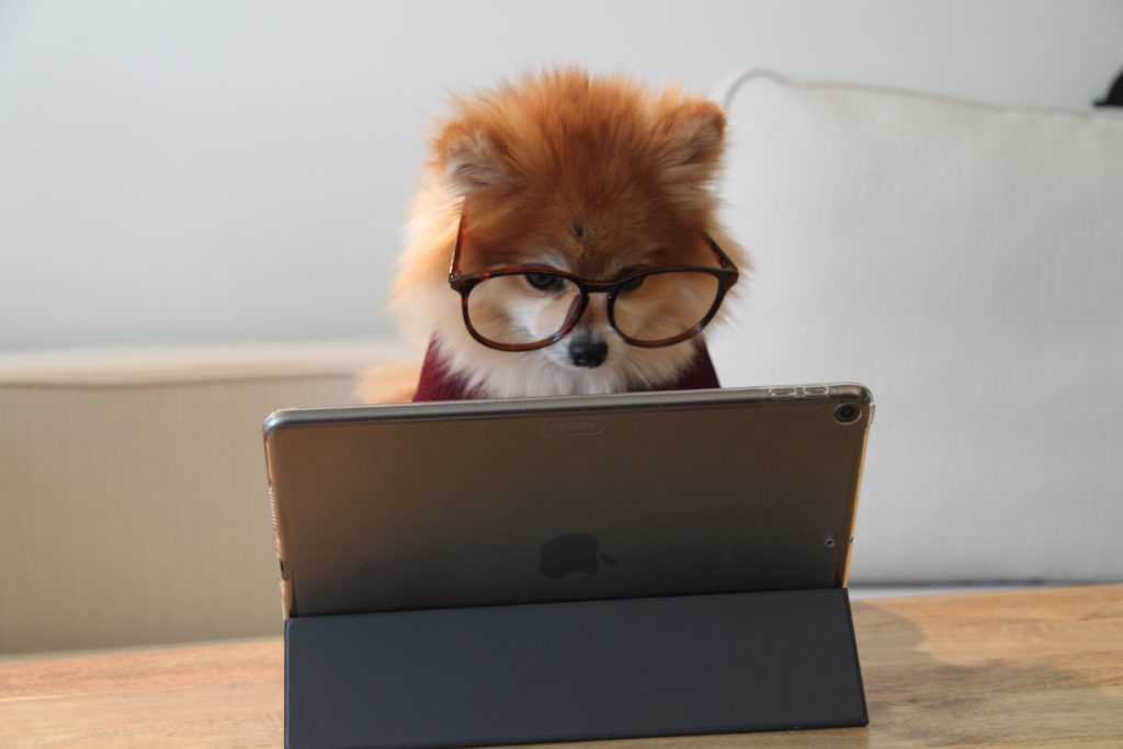 Dog looking at a computer